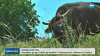 КРАВАТА-БЕГЛЕЦ: Решават до дни какво да правят с животното, избягало в Сърбия