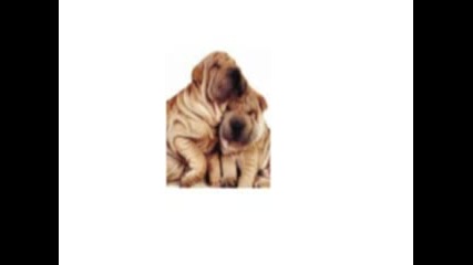 Dogs
