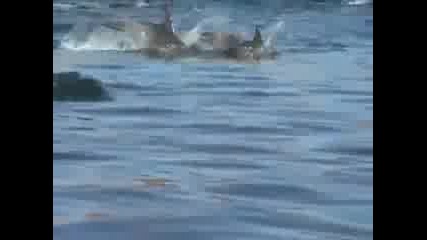 Гледка - Група Плуващи Делфини 