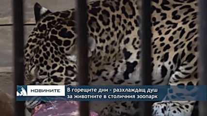 В горещите дни, разхлаждащ душ за животните в столичния зоопарк