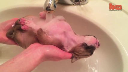 Къпане на малко кученце
