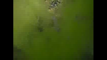 Рибки