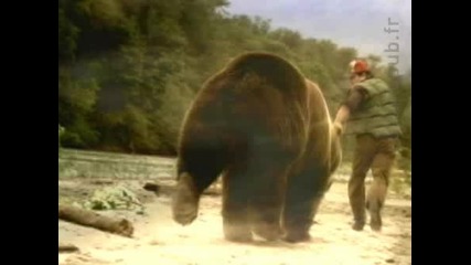 Bear