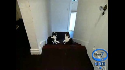 бокс с котки 
