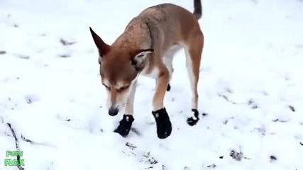 Кученца с обувки. (смях)