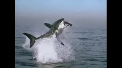 Акула атакува (забавен каданс)