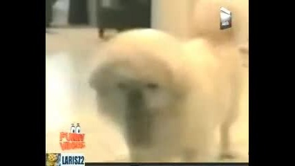 Педя куче с лъкът език
