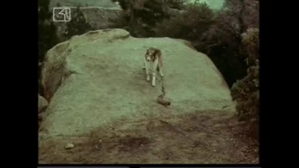 Ласи - Бг Аудио, Епизод (1965) - Бебета в гората