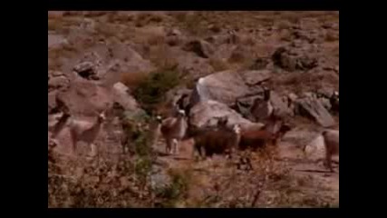 Condor Pasa