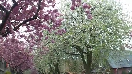Rosa - wei e Blutentraume 