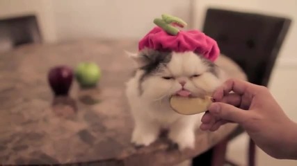Коте яде ябълка 
