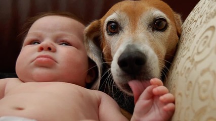 Кучета и котки, защитават бебета - Забавна Компилация