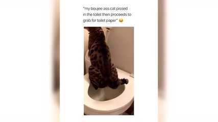 bugabuga котка с тоалетни маниери