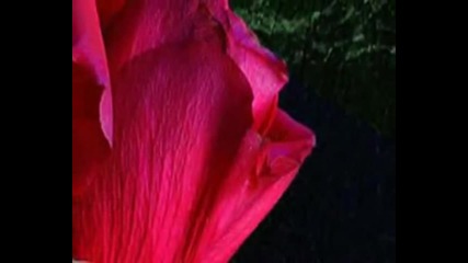 Marc Anthony - Love Is All - 1999 ( Prevod )