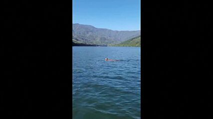 Плуваща по река пума удиви хора в Чили (ВИДЕО)