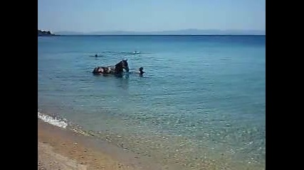 кон се къпе в морето