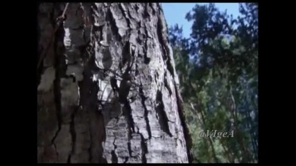 Бръмбар - Детска песничка