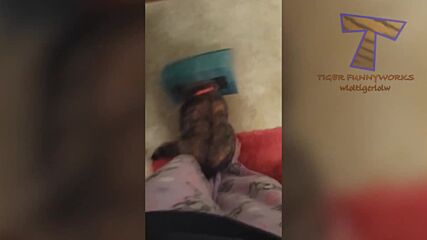 Y2mate.is - Cats will make you Laugh Your Head Off - Funny Cat compilation-hy7m5jjj9mm-1080p-16