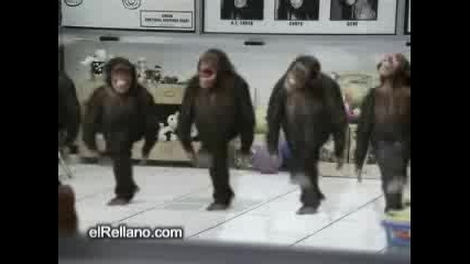 Яко смях - Танцуващи Маймунки