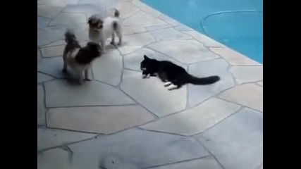 Коте си отмъсти на куче (смях)