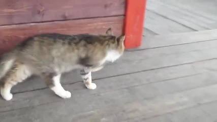 Котка марширува като войник