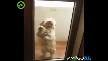 Танцуващото куче