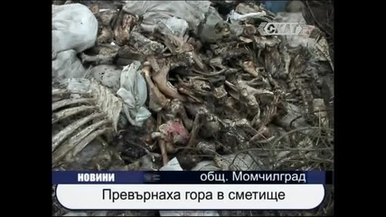 Превърнаха гора в сметище