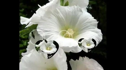 Where Have All The Flowers Gone - Gdzie odeszly wszystkie kwiaty