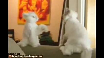 карате котки 