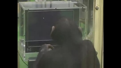 Are You Smarter Than A Chimp.wmv