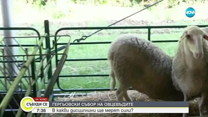Събор на овцевъдите в Арбанаси
