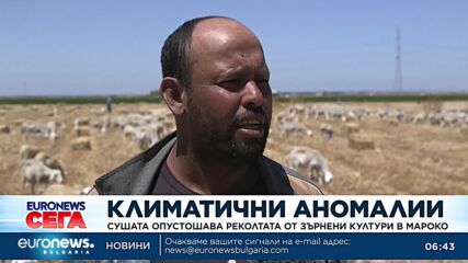 Сушата опустошава реколтата от зърнени култури в Мароко