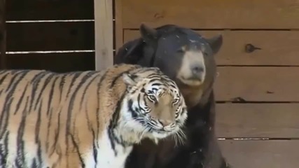 Ето че е възможно и такова приятелство