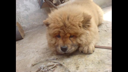 Deiizii .. ii ... Tomii .. !!