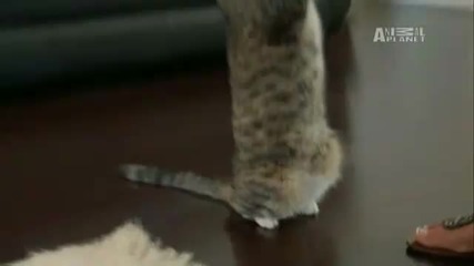 Wtf - Rocky the Standing Cat 
