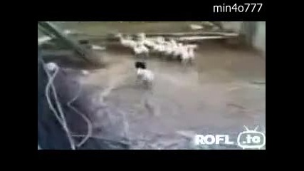 Овца носи страшна маска и плаши другите овце - смях