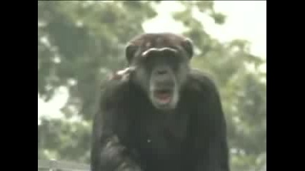 Шимпанзето Беглец