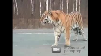 Сибирски тигър по пътя в Русия 