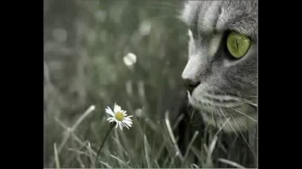 Killer Cats