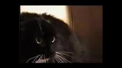 Talking Cat 