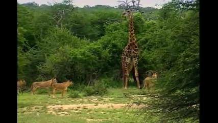 Лъвове нападат жираф в Африка