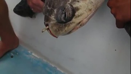 Добри хора спасяват морска костенурка от смърт !