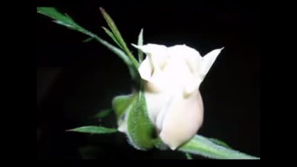 Whiteness ( Stamatis Spanoudakis)