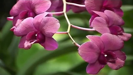 Relaxing Music Therapy - Relaxing Nature Scenes -