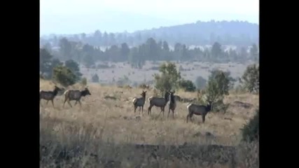 Elk in Arizona - Real Outdoors Tv