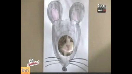 Голям бъзик с коте 