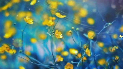 Жълти цветя и пеперуди! ... (music Chamras Saewataporn)