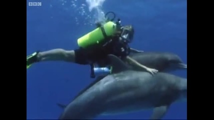 Swimming with dolphins - Born to Be Wild Dolphins with Tamzin Outhwaite - Bbc 