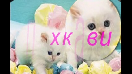 Котенца! За bal0nkaa! (h) 