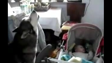 Куче пее на дете